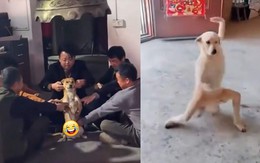 Chú chó 'thành tinh' khi được cả nhà 'truyền nội công'