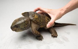 Rùa đầu to được bảo vệ nghiêm ngặt nhất đi lạc vào nhà dân