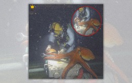 Sự thật phía sau bức ảnh bạch tuộc làm trợ lý cho thợ lặn