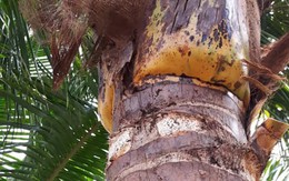 Chỉ những người có đôi mắt tinh tường mới thấy con thằn lằn ở đâu