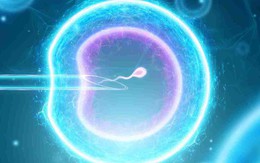 Từ tế bào da, các nhà khoa học tạo ra trứng người có thể thụ tinh