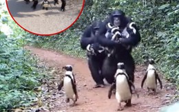 Sự thật về câu chuyện 'tinh tinh thuần hóa chim cánh cụt’