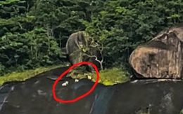 Xác minh thực hư chuyện 4 con khỉ trắng xuất hiện trên núi Ma Thiên Lãnh ở Hòn Sơn, An Giang