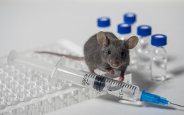 Thí nghiệm trên chuột cho thấy SARS-CoV-2 có thể ảnh hưởng đến thế hệ sau