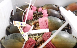 Nhiều hợp tác xã ở Cà Mau ký kết hợp tác đưa cua ra thế giới