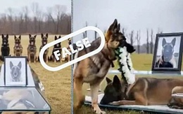 Video đám tang chó nghiệp vụ là thật?