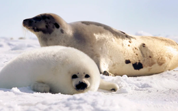 Sách Đỏ 2025: 61% loài chim đang biến mất, hải cẩu Bắc Cực nguy cấp
