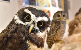 Quán cà phê thú hoang thành 'mốt' ở Nhật Bản, WFF cảnh báo nóng