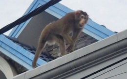 Bắt được khỉ đuôi lợn sổng chuồng cắn 2 người ở Hóc Môn