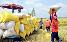Philippines tính kéo dài lệnh cấm nhập khẩu gạo, gạo Việt chịu sức ép lớn