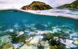 Trái đất đã chạm 'điểm bùng phát khí hậu' đầu tiên: Rạn san hô chết hàng loạt