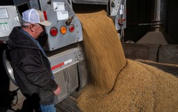 Giá đậu nành Mỹ rớt mạnh 40% do Trung Quốc ngừng nhập khẩu