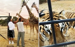 Bị gạt khỏi tuyển Anh, Bellingham đi sở thú xả stress