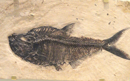 Bí ẩn da cá hóa thạch 52 triệu năm vẫn còn nguyên
