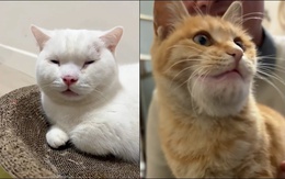 Những chú mèo tinh nghịch bị ong đốt