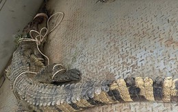 Bắt được cá sấu nặng 80kg trên sông ở Khánh Hòa