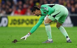 Trận vòng loại World Cup tạm dừng để thủ môn Courtois đuổi chuột