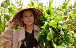 Nữ sinh viên núi rừng Ia Pia chăm bò, nuôi tằm, gói bánh thuê… kiếm tiền đi học