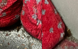 Xe buýt ở London bị chê thiếu vệ sinh vì gián bò như trêu ngươi