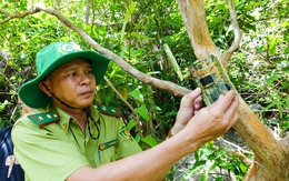 Theo chân kiểm lâm đặt bẫy ảnh săn tìm 'khỉ trắng' ở đỉnh Ông Rồng