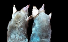 Phát hiện loài chuột chũi mới ở Khu bảo tồn thiên nhiên Pù Luông