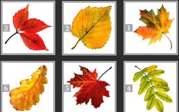 Quiz: Chiếc lá mùa thu tiết lộ rất nhiều điều về phẩm chất của bạn