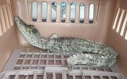 Phát hiện cá sấu khoảng 1,8kg trong khuôn viên nhà, người dân giao nộp công an