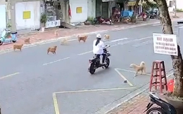 Đàn chó thả rông rượt người đi đường và cái kết có hậu