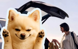 Chó đi qua kích hoạt cốp xe tự đóng khiến người phụ nữ bị thương