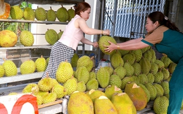 Cái vòng luẩn quẩn 'trồng chặt, lên rẫy, xuống ruộng' của người nông dân