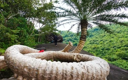 Cây Thiên Tuế trăm tuổi uốn lượn như rồng trên đỉnh Ông Rồng