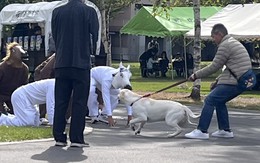 Ảnh vui 16-10: Hiện hình hay muốn 'bỉ ngạn vàng 3 mũi 900 ngàn'?