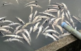 Lũ ống bất ngờ làm chết 45 tấn cá tầm ở Măng Đen, thiệt hại tiền tỉ