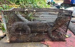 Phát hiện kỳ đà hoa quý hiếm nặng 5kg trong lúc làm vườn