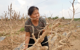 Nông dân Thái Nguyên bật khóc nhìn vườn đào Tết tan hoang như đống củi sau lũ