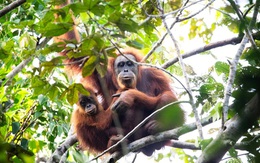 Phát hiện mới về loài linh trưởng hiếm bậc nhất thế giới