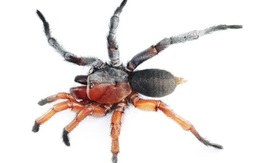 Phát hiện nhện nửa đực nửa cái cực hiếm tại Thái Lan