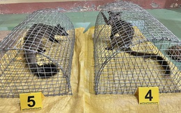 Bộ Công an và Bộ Nông nghiệp - Môi trường cùng ngăn chặn hành vi săn bắt, buôn bán động vật hoang dã