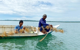 Rong biển thành 'vàng xanh' mới của thế giới