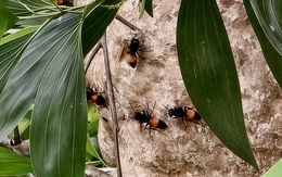 Tổ ong vò vẽ gần trường học ở TP.HCM, học sinh được cảnh báo tránh xa