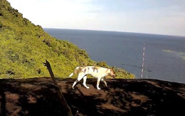 Con vật có bộ lông trắng trên đỉnh Ông Rồng là chó