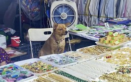 Ảnh vui 18-10: 'Mua vàng khuyến mãi 3 mũi 900 ngàn'