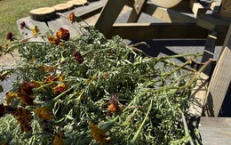 Mắt 10/10 mới phát hiện ra con rắn lục ngụy trang ở đâu?