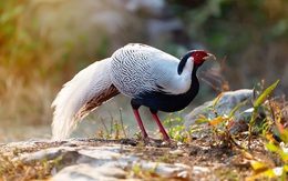 Từ vụ gà lôi trắng: Bài học về xây dựng và áp dụng luật