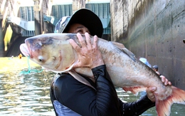 Thủy điện Trị An ngừng xả lũ, dân tranh nhau bắt cá dưới chân đập tràn