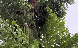 Bất ngờ với hàng cây đủng đỉnh trang trí rạp cưới được trồng trên 'con lươn' ở Cần Thơ