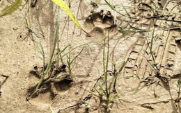 Sự thật về tin người dân thấy con hổ ở Phú Thọ