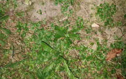 90% người không thấy con ếch ẩn giấu ở đâu?