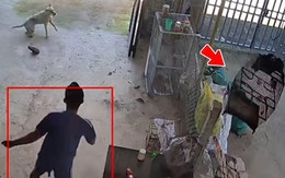 Thanh niên bị 'nghiệp quật' vì quậy phá giấc ngủ của chú chó