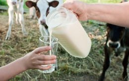 Australia cảnh báo nguy cơ từ trào lưu uống sữa tươi chưa tiệt trùng